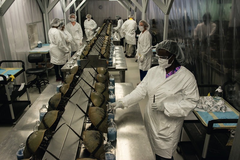 Ради чего эксплуатируют сотни тысяч мечехвостов?