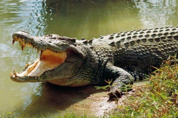 В Индонезии крокодил перекусил ловца крабов пополам
