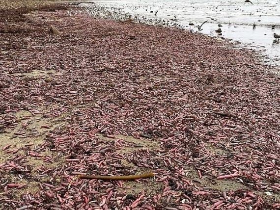 Десятки тысяч «рыб неприличной формы» намыло на пляжи Калифорнии