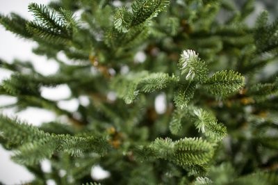 Эксперт рассказала, как выбрать елку без ущерба для окружающей среды