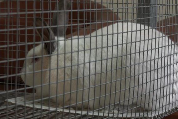 В Подмосковье вывели «мясную» породу кролика на замену импортной крольчатине