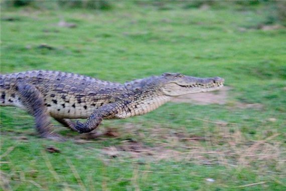 У пяти видов крокодилов выявлена способность скакать галопом