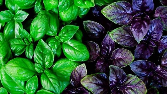 Эксперты назвали природные средства от камней в почках