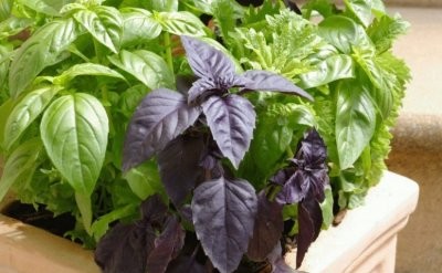 Медики назвали природные средства от камней в почках