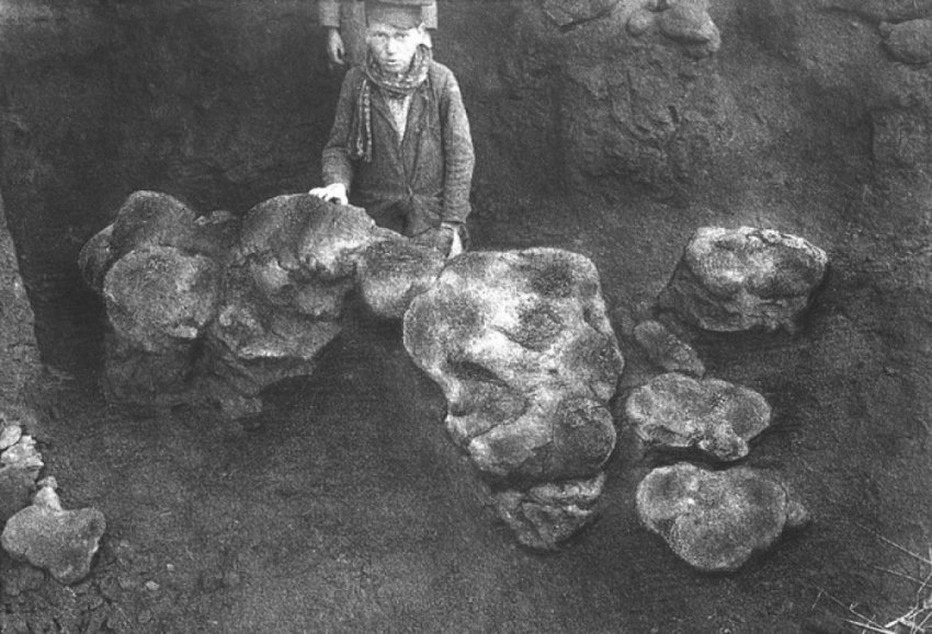 Исследование допотопных чудищ в Вологодской губернии