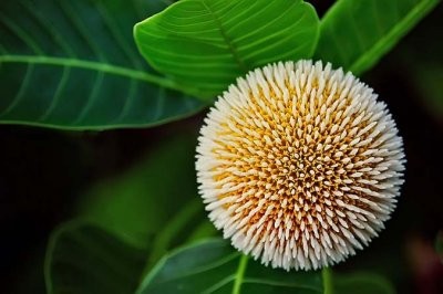 Ученые нашли растение, которое успешно борется с раком