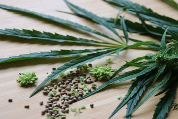 Конопля эффективнее аспирина в 30 раз