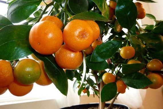 Нутрициолог рассказала, кому нельзя есть цитрусовые