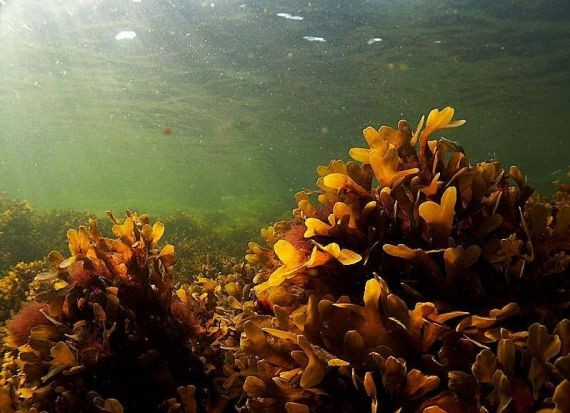 Употребление в пищу бурых водорослей помогает сбросить вес и омолодиться