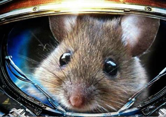 На Землю с космического путешествия на МКС вернулись супермыши