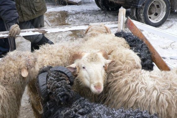 В Бурятии овцекрадом оказался проворный наркоман