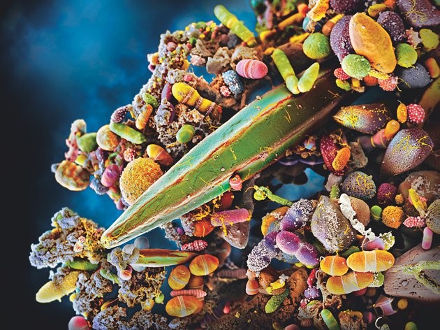 Квинтиллионы микробов в человеке определяют нашу сущность