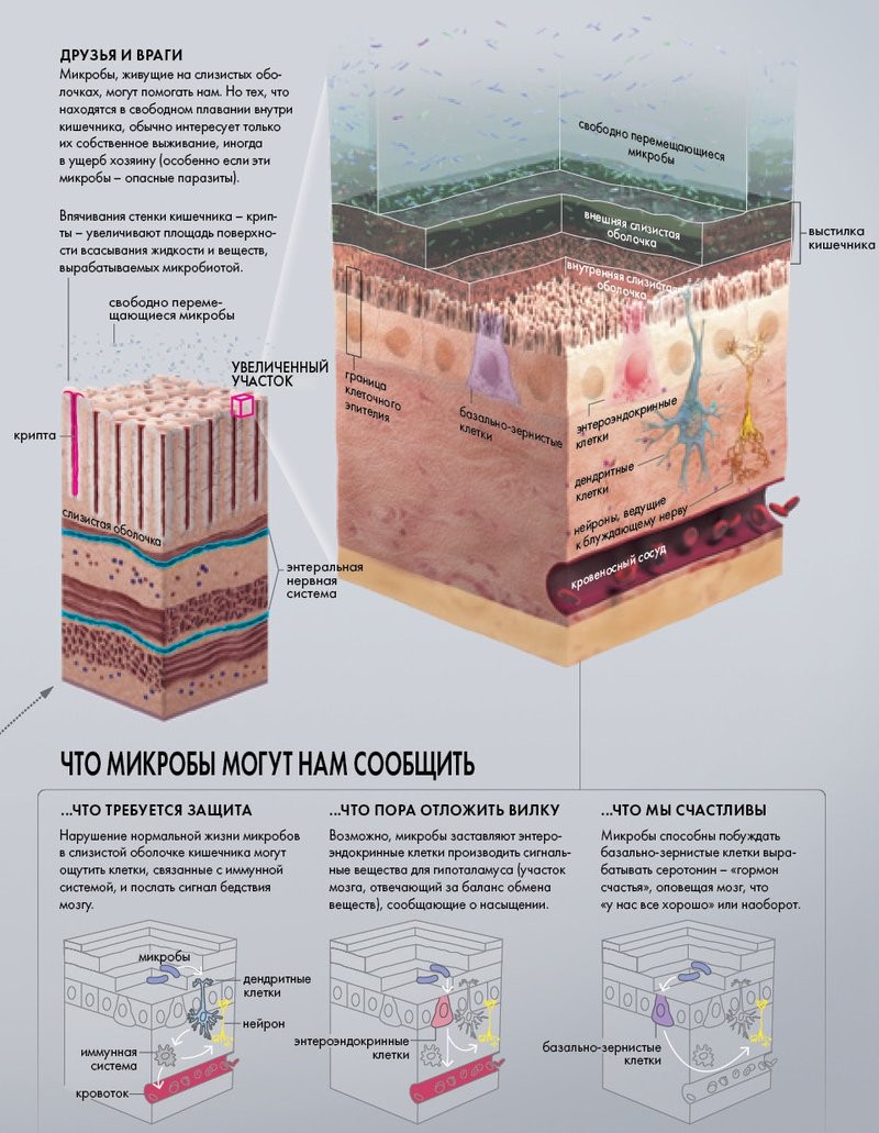 Квинтиллионы микробов в человеке определяют нашу сущность