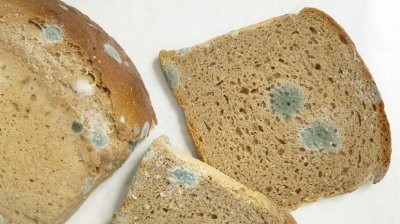 Врач рассказала, почему нельзя есть продукты с плесенью
