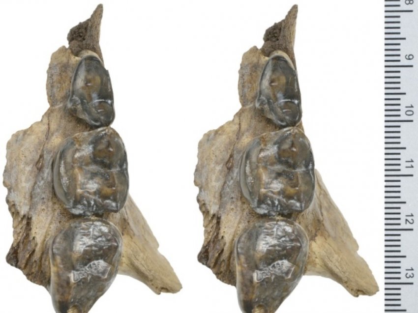 Жил на Земле 100 тысяч лет назад: в Антарктиде обнаружили останки гигантского медведя