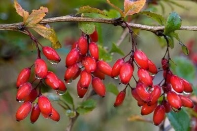 Названы травы, которые эффективны в борьбе с диареей