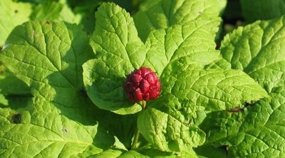 Названы травы, которые эффективны в борьбе с диареей