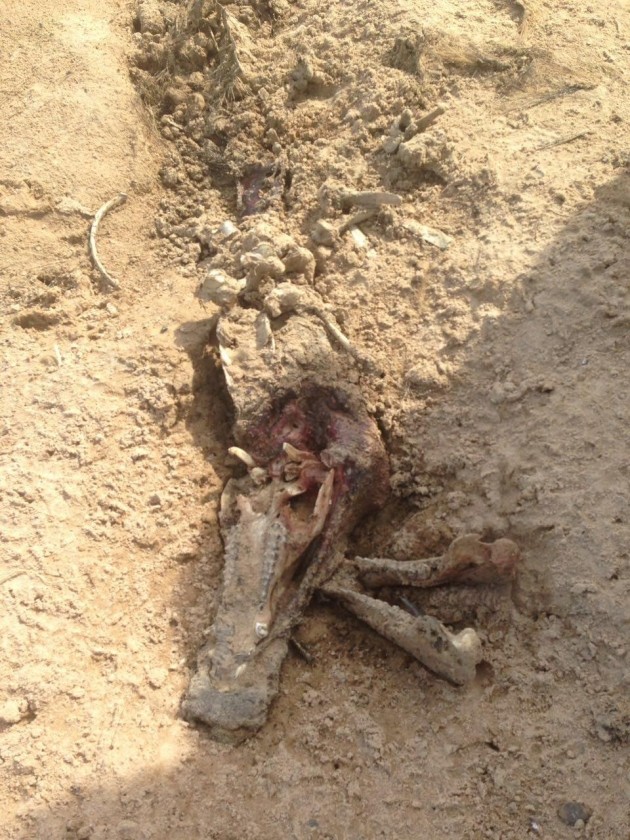 Когда утонул Пра-Питер. Часть 1.