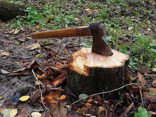 Разоблачение масштабов незаконной вырубки русского леса