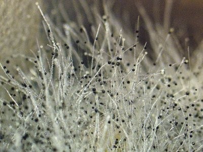 В реакторе на ЧАЭС нашли грибок, который может стать лекарством против облучения