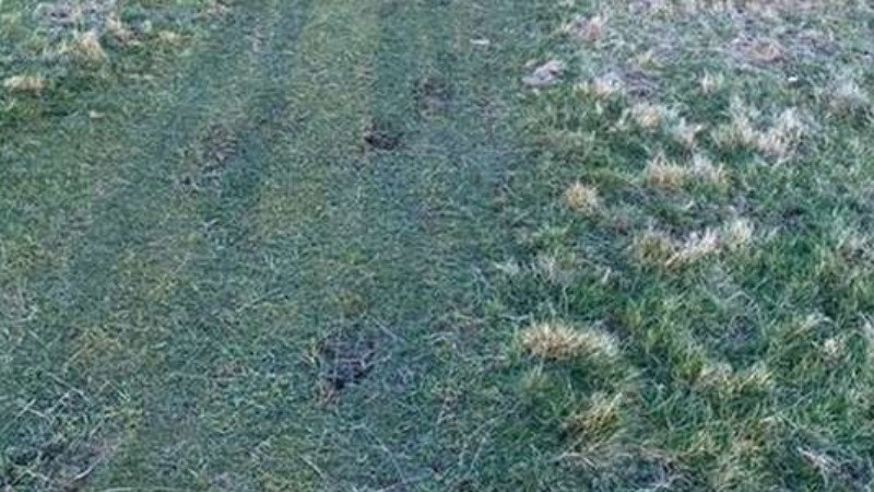 В Дублине обнаружили следы неизвестного существа