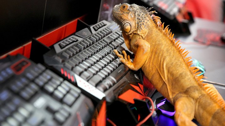 Полный Шарлот: Как толерантные певцы дебилизируют Россию Полный Шарлот: Как толерантные певцы дебилизируют Россию