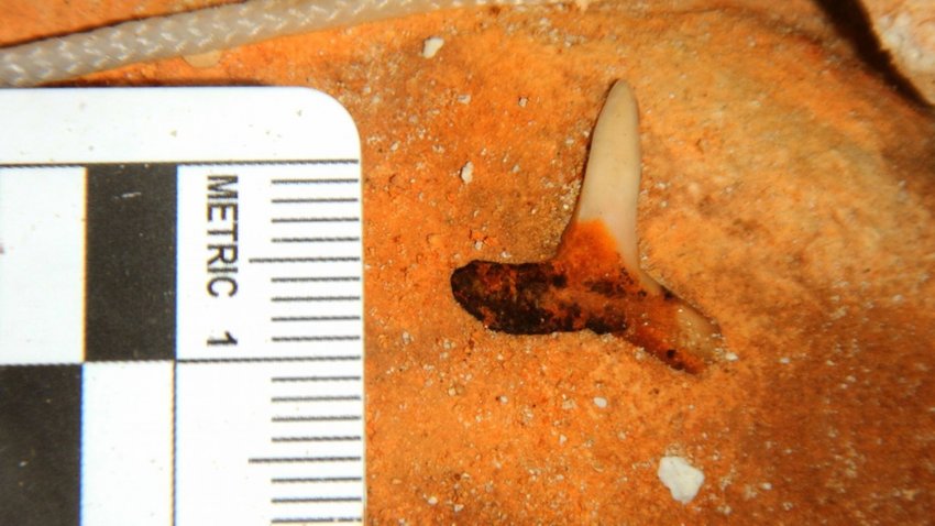 В Мексике нашли зубы страшнейшей в истории акулы