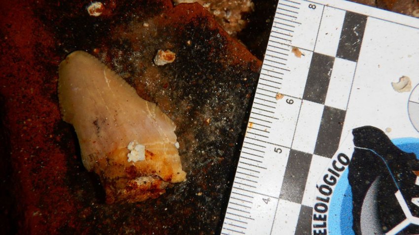 В Мексике нашли зубы страшнейшей в истории акулы