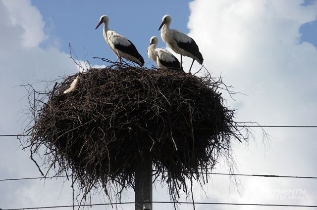 Константиновы круги 19 марта 2020 года: приметы и поверья расскажут, когда пора приступать к полевым работам
