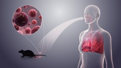 В Китае вслед за коронавирусом пришел хантавирус - названы симптомы болезни