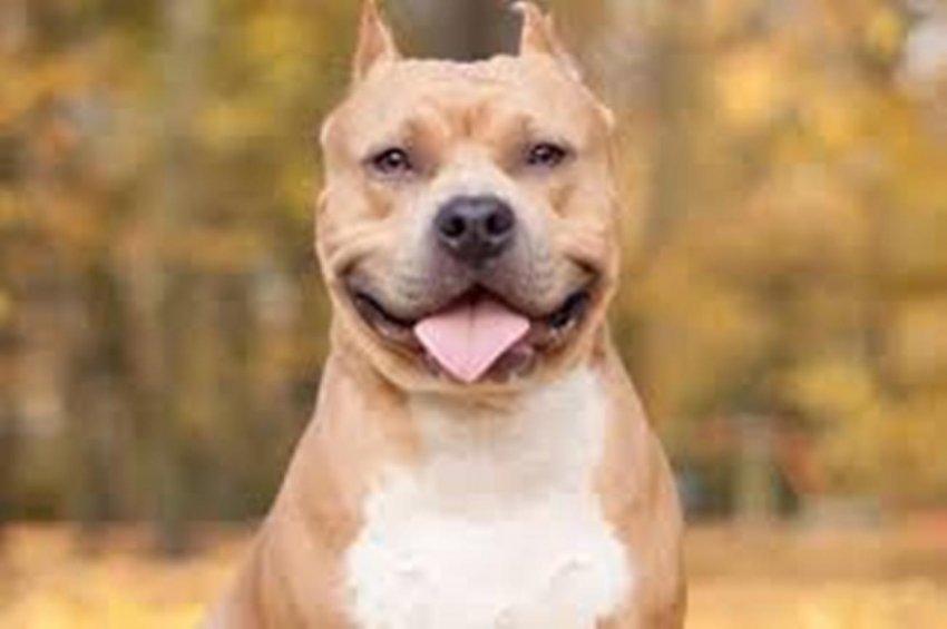 Канарские острова названы в честь собак, а интеллект взрослой собаки равен интеллекту 2-летнего ребенка. Что еще мы знаем о наших питомцах?