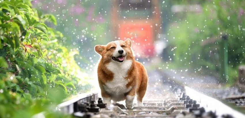 Канарские острова названы в честь собак, а интеллект взрослой собаки равен интеллекту 2-летнего ребенка. Что еще мы знаем о наших питомцах?