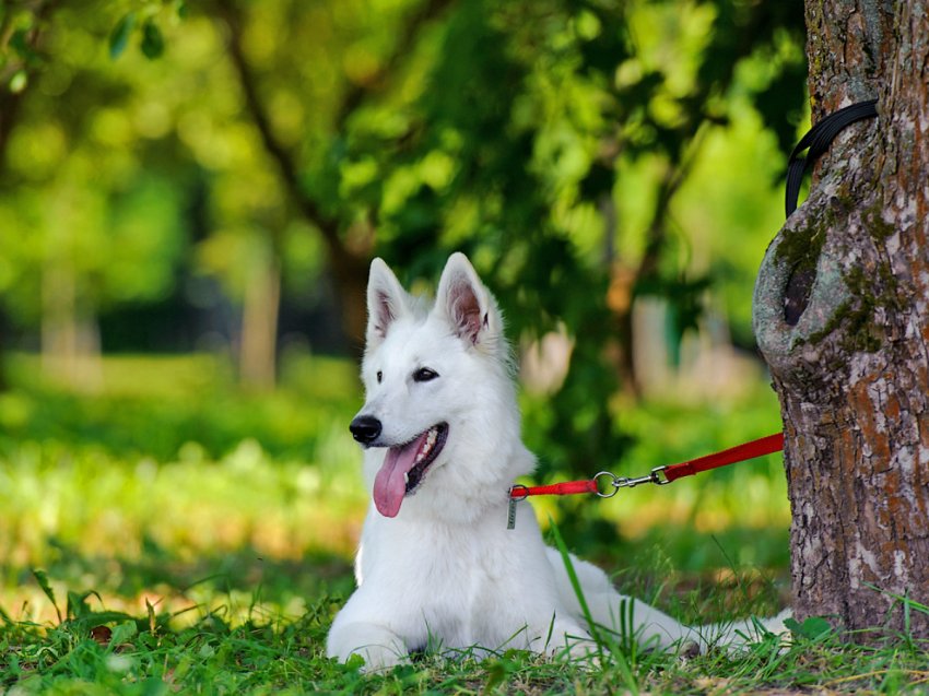 Канарские острова названы в честь собак, а интеллект взрослой собаки равен интеллекту 2-летнего ребенка. Что еще мы знаем о наших питомцах?