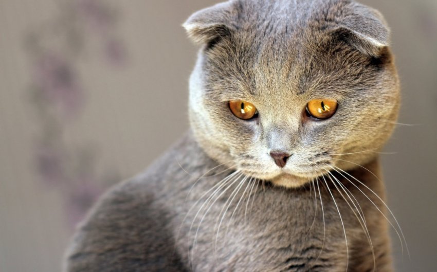 40 коротких, но интересных фактов о кошках