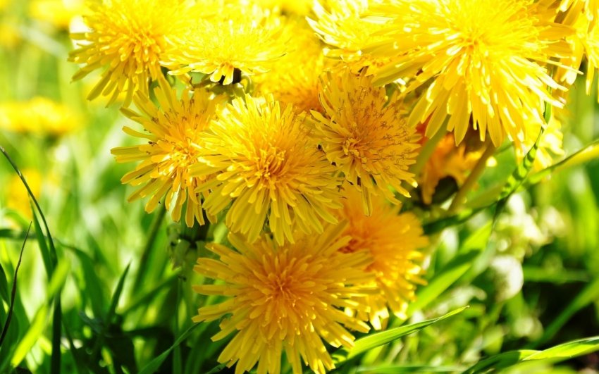 Как по одуванчикам сверять часы и еще несколько интересных фактов об этих цветах