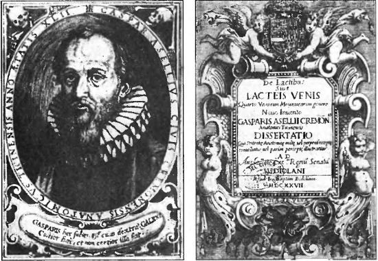 Многофункциональное строение лимфатических узлов человека