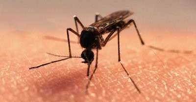 Названы 5 продуктов, которые помогут при укусах комаров