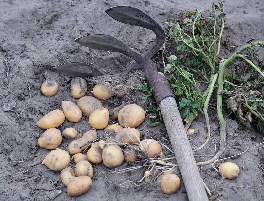 Почему российские прилавки забиты импортными овощами?