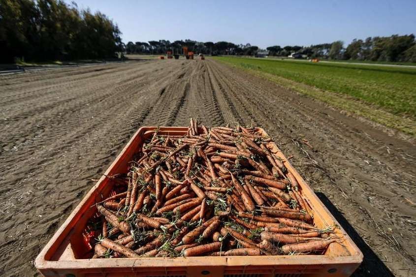 Почему российские прилавки забиты импортными овощами?