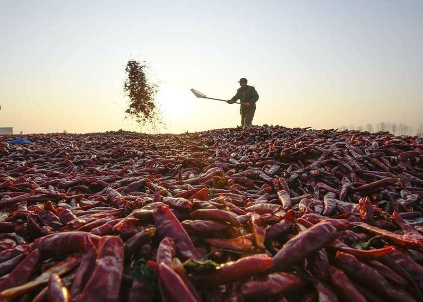 Почему российские прилавки забиты импортными овощами?