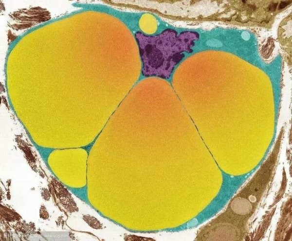 Микробиом клеток нашего организма в 3D-анимации Микробиом клеток нашего организма в 3D-анимации