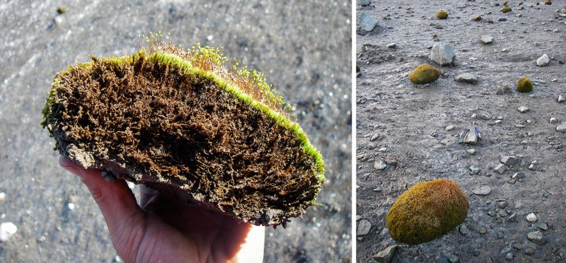 Технология передвижения "зелёных ледниковых мышей"