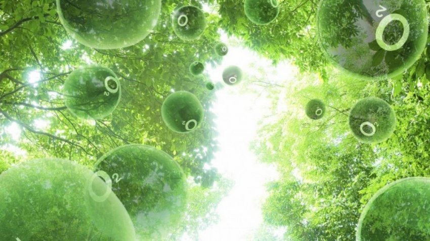 Фитонцидные свойства растений как невидимое оружие