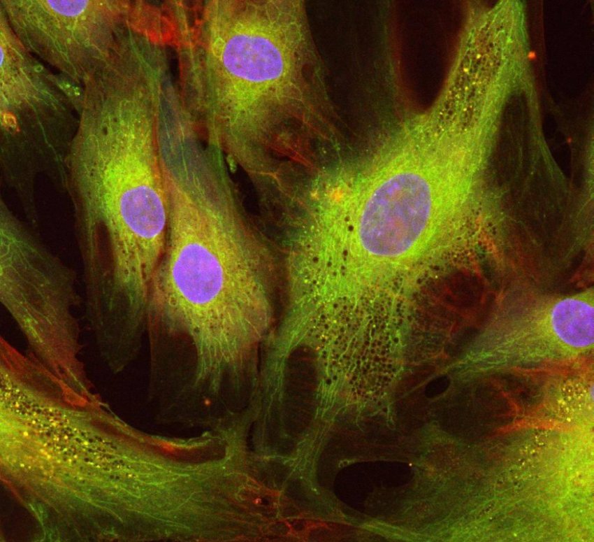 Микробиом клеток нашего организма в 3D-анимации