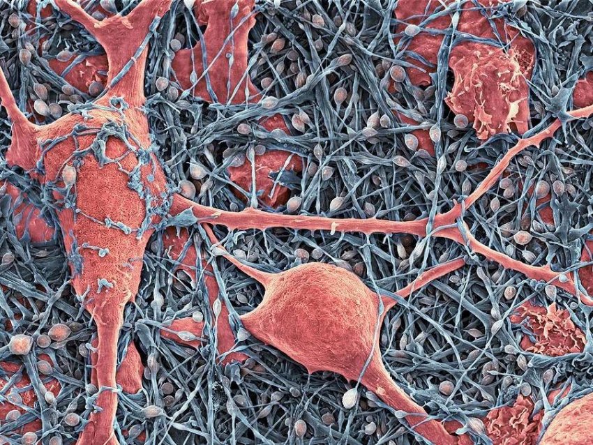 Микробиом клеток нашего организма в 3D-анимации