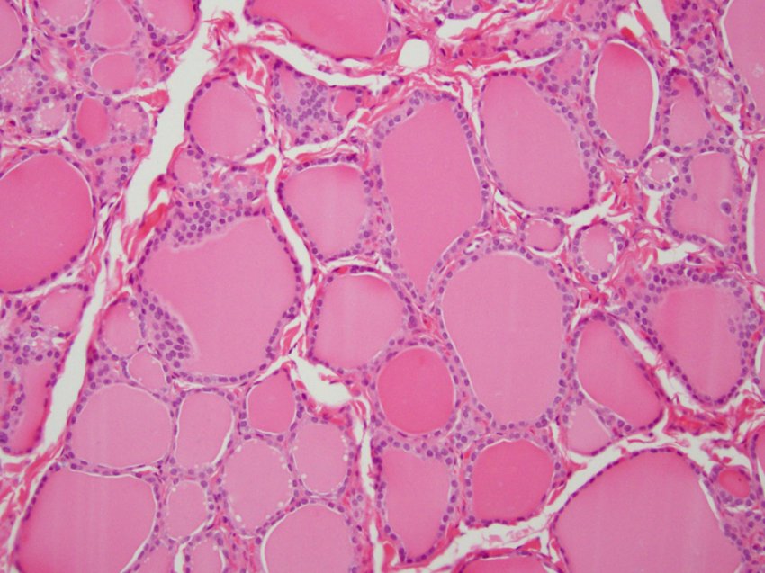 Микробиом клеток нашего организма в 3D-анимации