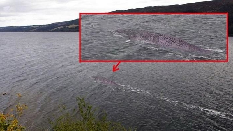 Житель Великобритании утверждает, что запечатлел лох-несское чудовище