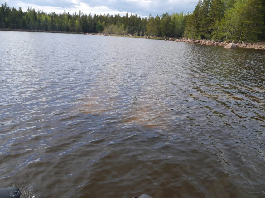 Колонны выборгского залива