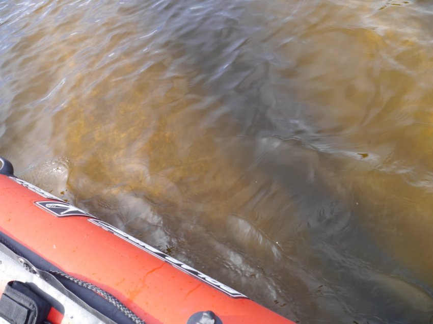 Колонны выборгского залива