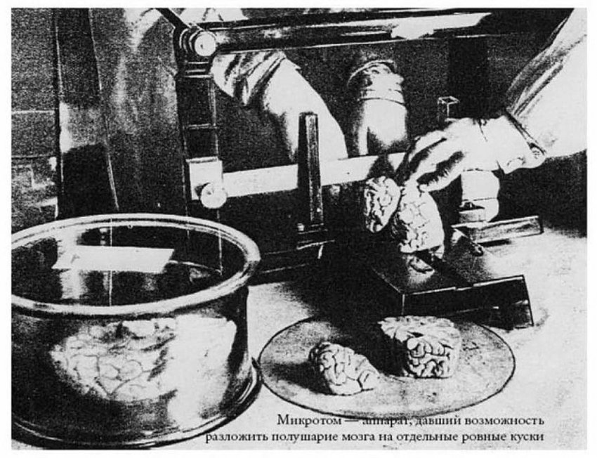 Николай Тимофеев-Ресовский: генетика, нацисты и мозг Ленина